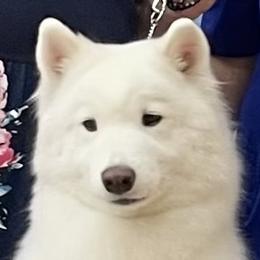 Fancy - Samoyed