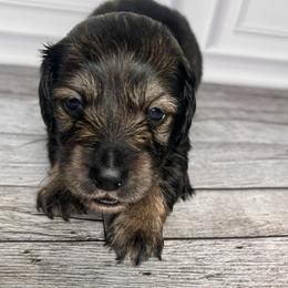 Onyx - Black and tan male Dachshund puppy in Miami, Florida from Maitime Dachshund
