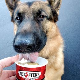 German Shepherd All Grown Up from End of the Trail Farm & Kennels