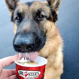 German Shepherd All Grown Up from End of the Trail Farm & Kennels