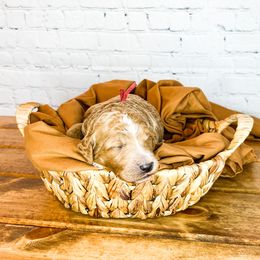 Bernedoodle and Goldendoodle Puppies from Larsen Litters