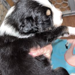 Australian Shepherd Puppies from Southern Sky Aussies