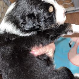 Australian Shepherd Puppies from Southern Sky Aussies