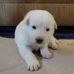 Teal - White male German Shepherd puppy in Pahrump, Nevada from Rayler Kennels