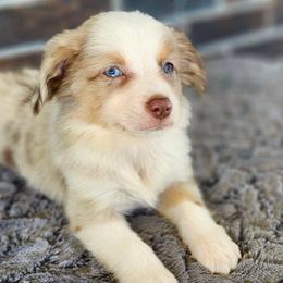 Nugget - Red merle female Miniature Australian Shepherd puppy in Alabama from SBA Aussies