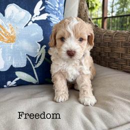 Freedom - male Cavapoochon puppy in Morris, Pennsylvania from Heartland Puppies
