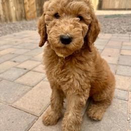 Ursula - Red  female Goldendoodle puppy in Chino Valley, Arizona from Whiskey Row Royals