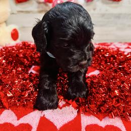 Rhett - Black male Cockapoo puppy in Richton, Mississippi from Magnolia Hill Doodles