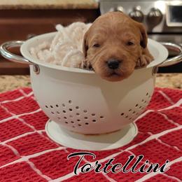 Tortellini (Purple Collar) - Red  female Goldendoodle puppy in Guthrie, Oklahoma from Edmond Doodles, LLC