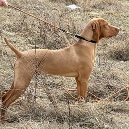 Blue - Golden rust male Vizsla puppy in Coal Center, Pennsylvania from Waymaker Vizslas