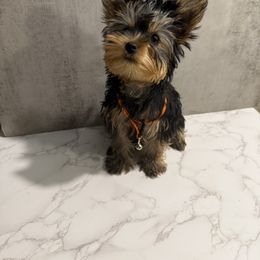 Sahari - Black and tan female Yorkshire Terrier puppy in Maple Heights, Ohio from Yorkiesllc