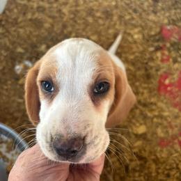 Puppy one - Lemon male Beagle puppy in Martinton, Illinois from Iroquois River Beagles