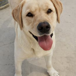 Lainey - Labrador Retriever