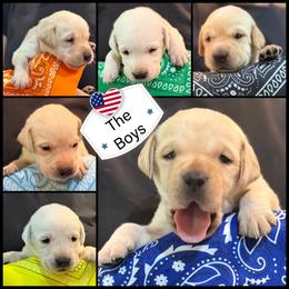 Labrador Retriever Puppies from Robin Griffin
