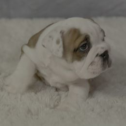 Bulldog Puppies from Sweet Rolls
