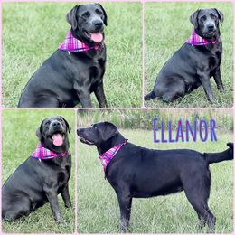 Ellanor - Labrador Retriever