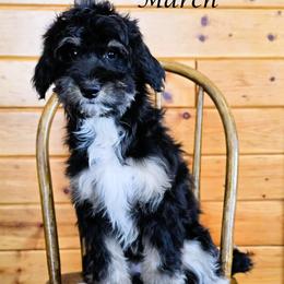 March - Black tri-color female Aussiedoodle puppy in Lancaster, Minnesota from Wilson Cattle Co.