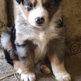 Australian Shepherd Puppies from Auspicious Australian Shepherds