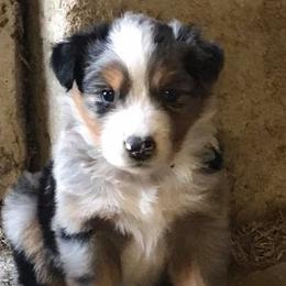 Australian Shepherd Puppies from Auspicious Australian Shepherds