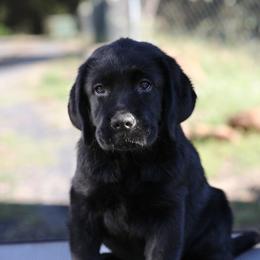Forest Collar - Black male Labrador Retriever puppy in Fair Oaks, California from Twisted Ranch Retrievers