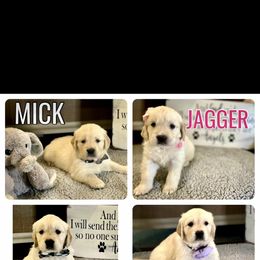 Golden Retriever Puppies from Huckaby’s English Golden Retrievers