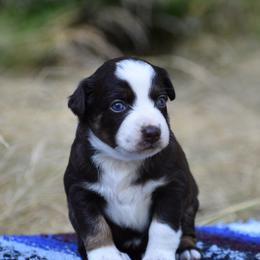 Mocha - Red tri-color female Australian Shepherd puppy in Darrington, Washington from Cart River Aussies