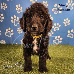 Mary - Black female Labradoodle puppy in Peyton, Colorado from Grace N Faith Doodles