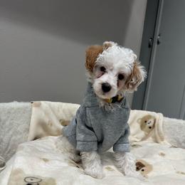 Pongo - Parti male Poodle puppy in Matteson, Illinois from Chitownpupz
