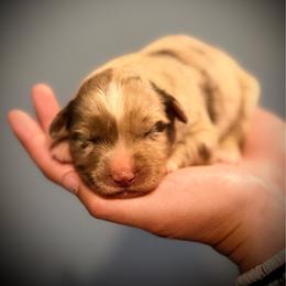Marshall - Red merle male Miniature Australian Shepherd puppy in North Lakeport, California from Wild Rose Ranch
