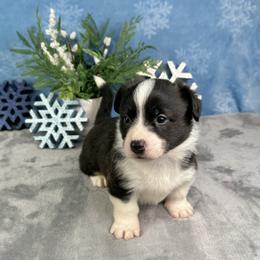 Cupid - Brindle and white male American Corgi puppy in Waskom, Texas from Piney Woods Corgis