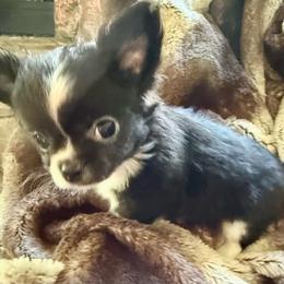 Frankie - Black and tan male Chihuahua puppy in Choctaw, Oklahoma from Savvy Chihuahuas of Oklahoma