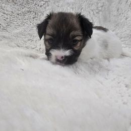 Gabriel - Red white and sable male Papillon puppy in Hollister, Missouri from Swan Creek Kennel