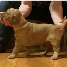 Golden Retriever Puppies from Aurora's Northern Goldens