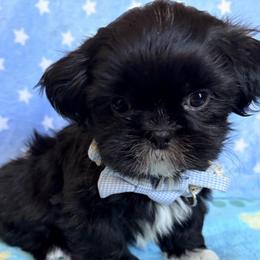 Stu - Black male Shih Tzu puppy in Hemet, California from Aloha Shih Tzu