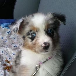 Australian Shepherd Puppies from Timber Creek Aussies