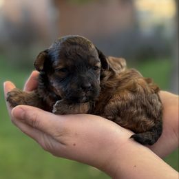 Millie - Sable female Goldendoodle puppy in Corvallis, Montana from Copper Kiss Doodles