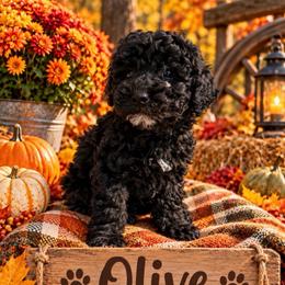 Olive - Black female Goldendoodle puppy in Cherry Tree, Pennsylvania from Plum Creek Acres Next Generation
