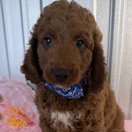 Goldendoodle and Poodle Puppies from Northern Heart Standards