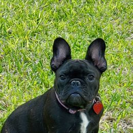 Boxers and French Bulldogs from Cinergy Boxers and French Bulldogs