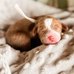 Fox - Red female Cavapoo puppy in Idaho Falls, Idaho from Freckle Paw Family