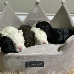 Australian Labradoodle Puppies from NorthStar Labradoodles, LLC.
