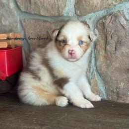 Toast - Red merle female Australian Shepherd puppy in Chehalis, Washington from Wandering Acres Ranch