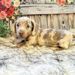 Isabella and Tan Dapple Male Smooth - Fawn (isabella) and tan male Dachshund puppy in Cleveland, Tennessee from Kelly's Doxie Farm