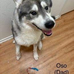 Oso - Siberian Husky