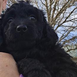 Cooper - Black and white male Aussiedoodle puppy in Windom, Texas from Wild Farm Puppies