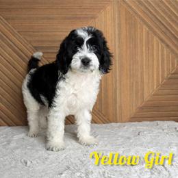 Yellow Girl - Black female Goldendoodle puppy in Modesto, California from Two Doods Doodles