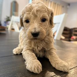 Lila - Cream female Goldendoodle puppy in Macclenny, Florida from Baker County Goldendoodles