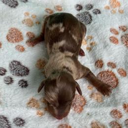 Smores - Dapple male Dachshund puppy in Hawley, Texas from Foxy’s Dachshunds & Toy Aussies