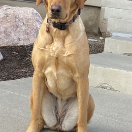Labrador Retrievers from Steed's Labs