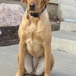 Labrador Retrievers from Steed's Labs